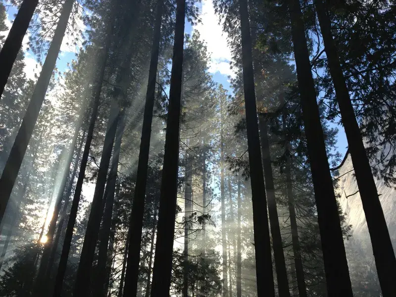 Cover Image for Embracing Nature: The Benefits of Spending Time Among Trees