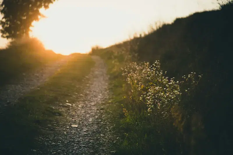 Cover Image for Embracing Nature: The Benefits of Walking Outdoors