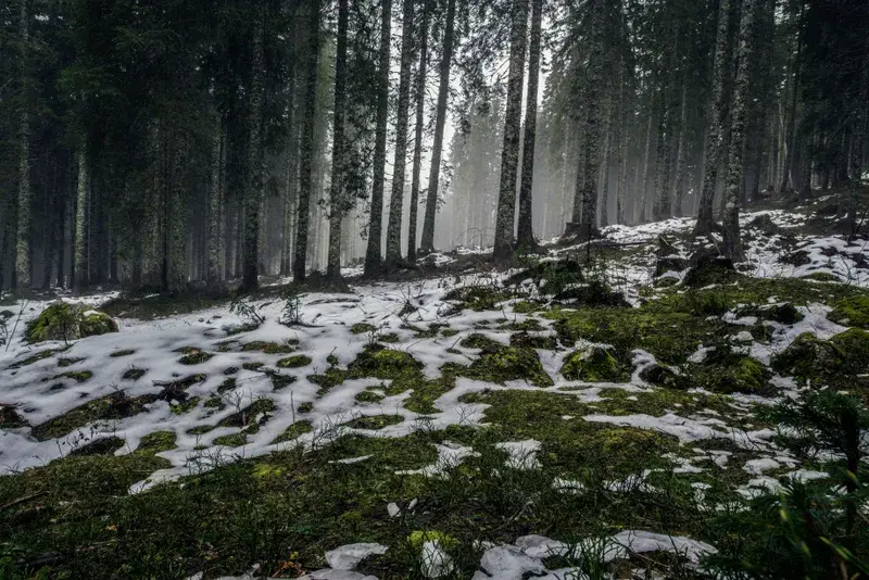 Cover Image for Embracing Nature: The Benefits of Spending Time in Wilderness