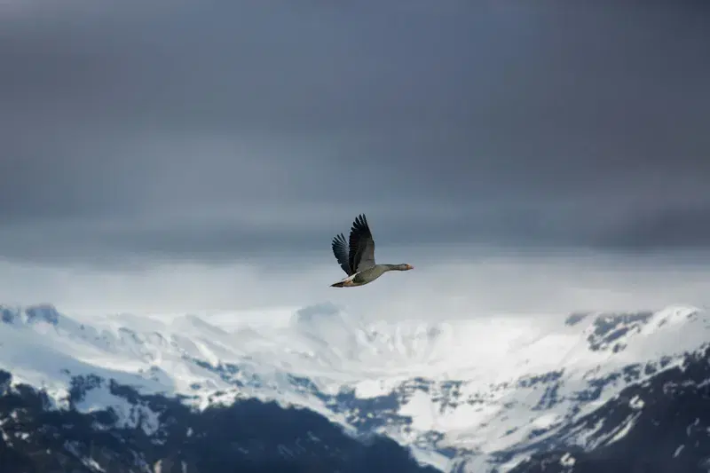 Cover Image for Embracing Nature: The Benefits of Birdwatching for Mental Wellness