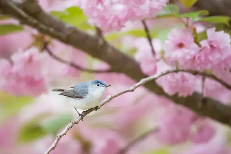 Cover Image for Embracing Nature: The Benefits of Birdwatching for Mental Wellness