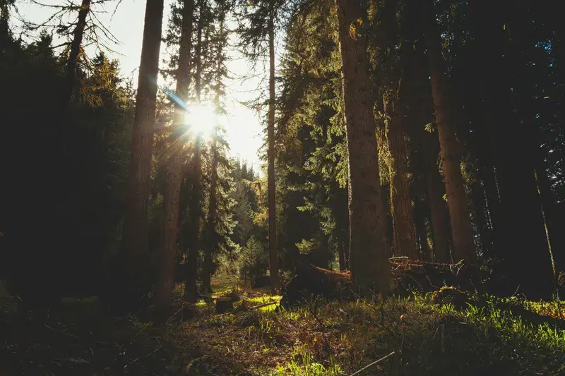 Cover Image for Embracing Nature for Mental Well-Being: The Benefits of Forest Therapy