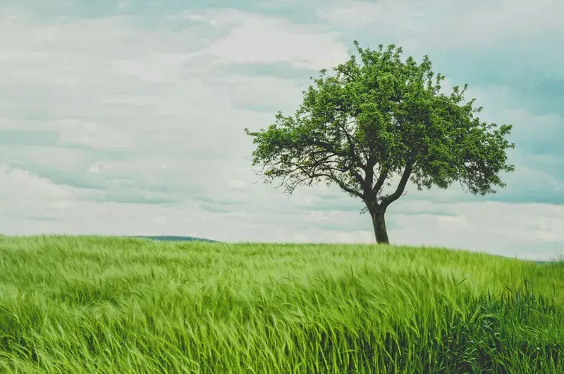 Cover Image for Embracing Nature for Mental Well-being