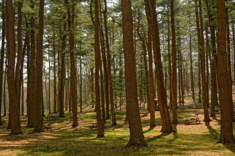 Cover Image for Embracing Nature for Mental Wellness