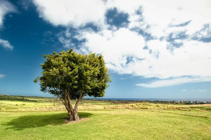 Cover Image for Embracing Nature for Mindfulness: The Benefits of Outdoor Spaces