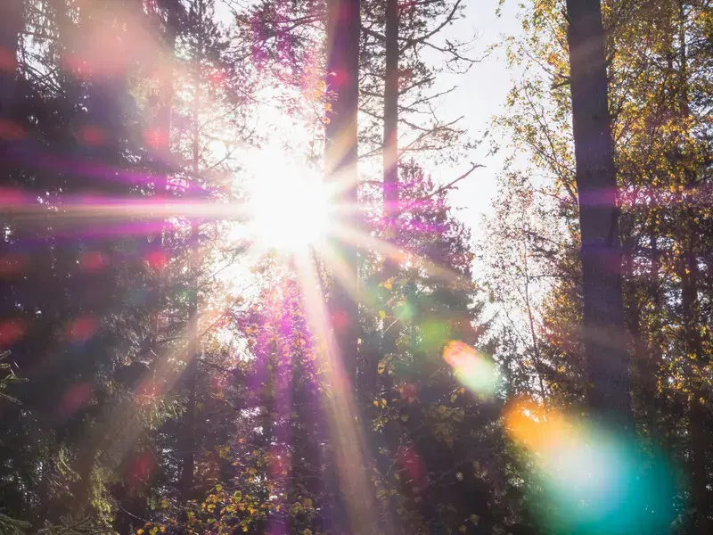 Cover Image for Embracing Nature for Mindfulness: The Healing Power of Sunlit Forests