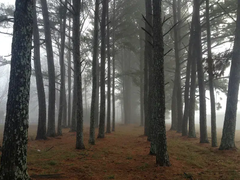 Cover Image for Embracing Nature for Mindfulness: The Benefits of Outdoor Experiences