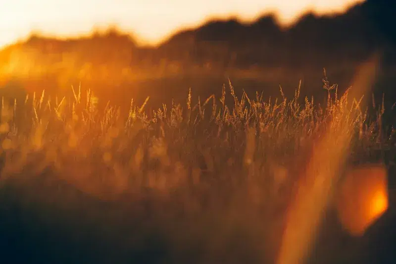 Cover Image for Embracing Nature for Mindfulness: The Power of Green Spaces