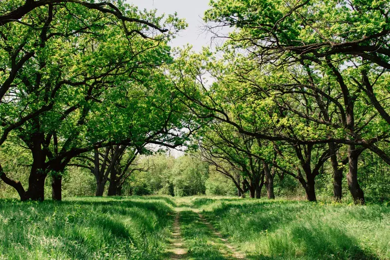 Cover Image for Embracing Nature for Mindfulness and Wellness