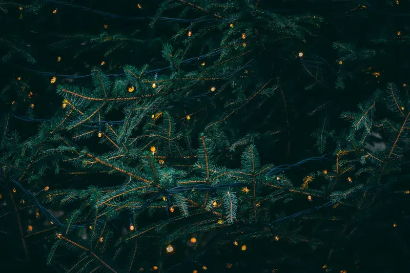 Cover Image for Embracing Nature for Mindfulness: The Beauty of Fireflies and Pine Trees