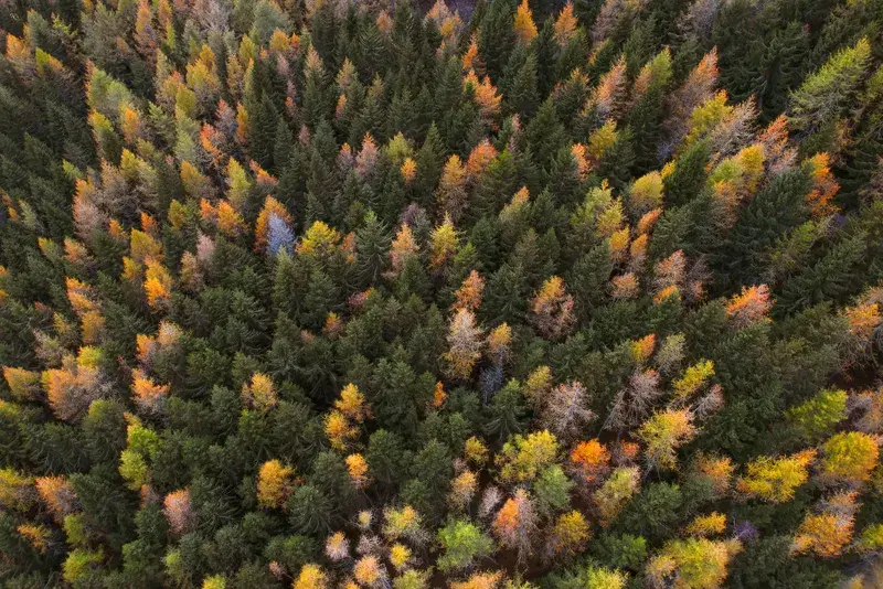 Cover Image for Embracing Nature for Wellness: The Healing Power of Trees