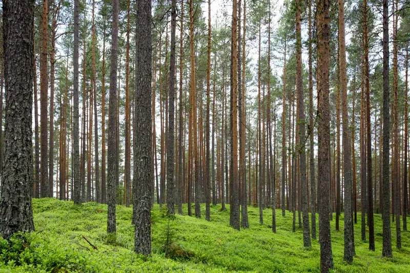 Cover Image for Embracing Nature: The Benefits of Forest Bathing