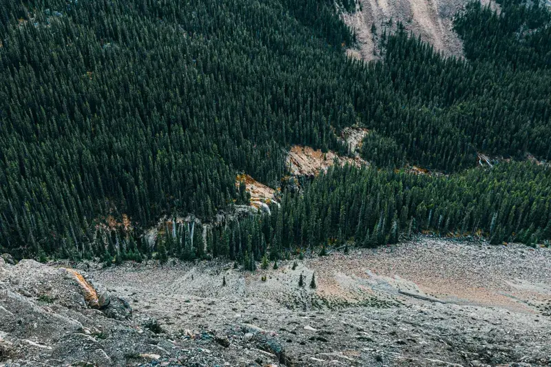 Cover Image for Embracing Nature: How Forests Boost Mental Wellness