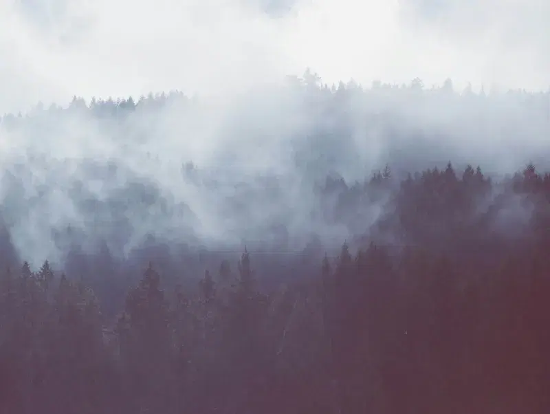 Cover Image for Embracing Nature: The Healing Power of Forest Mists