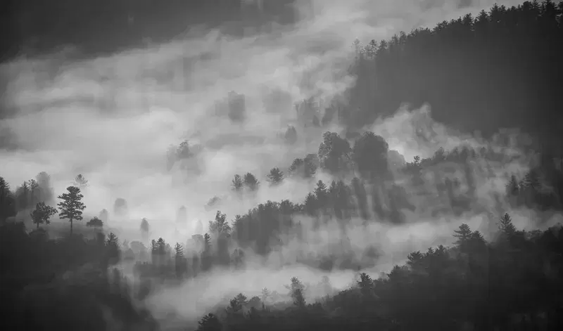 Cover Image for Embracing Nature: The Healing Power of Forests and Fog