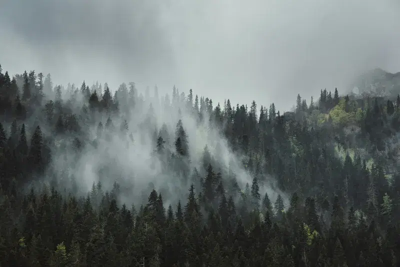 Cover Image for Embracing Nature: The Healing Power of Misty Mornings