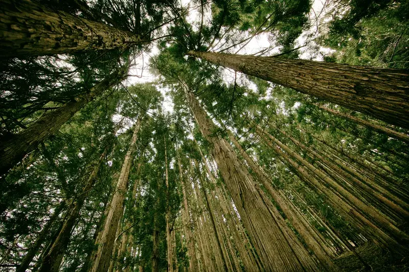 Cover Image for Embracing Nature: The Healing Power of Trees