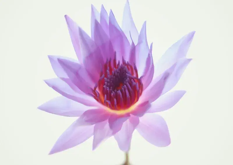 Cover Image for Embracing Nature: The Symbolism of the Lotus Flower in Mindfulness