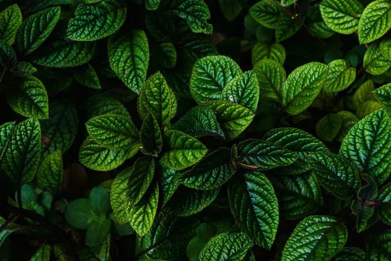 Cover Image for Embracing Nature: The Mental Health Benefits of Green Plants