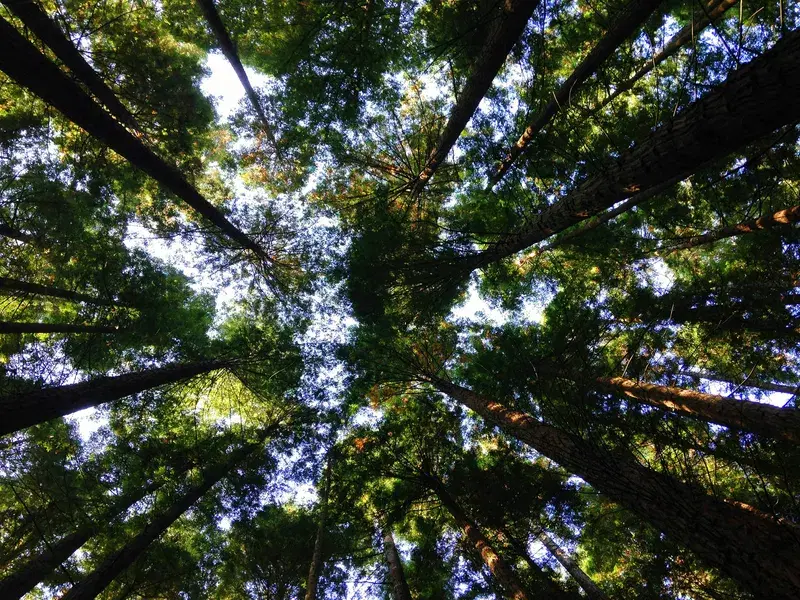 Cover Image for Embracing Nature: The Mental Health Benefits of Forests