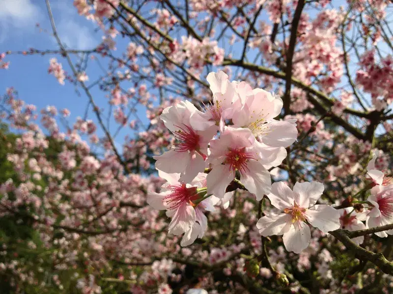 Cover Image for Embracing Nature: The Mindfulness Benefits of Cherry Blossoms