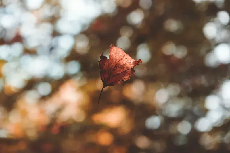 Cover Image for Embracing Nature: The Art of Mindfulness Through Dried Leaves