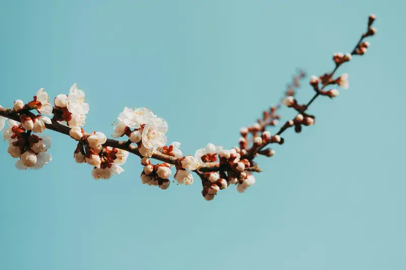 Cover Image for Embracing Nature: The Mindfulness of Gardening with Flowers