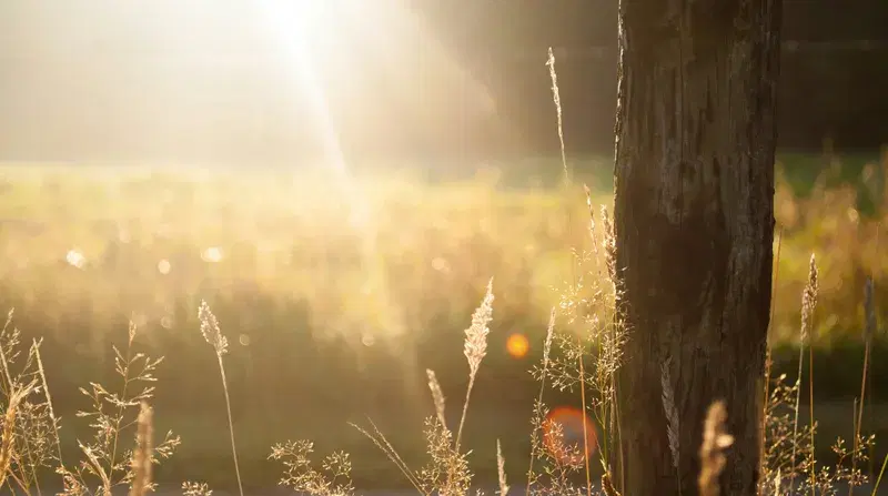 Cover Image for Embracing Nature: The Benefits of Mindfulness in Outdoor Spaces