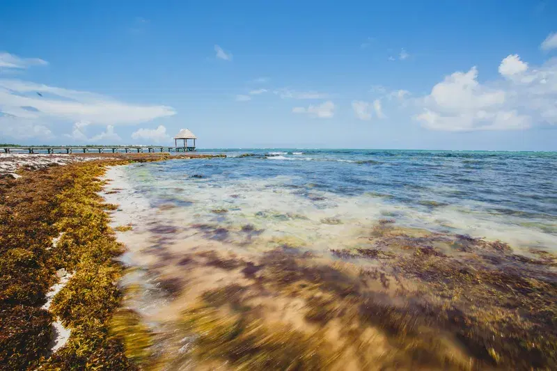 Cover Image for Embracing Nature: Mindfulness Practices Along the Tropical Tulum Coast