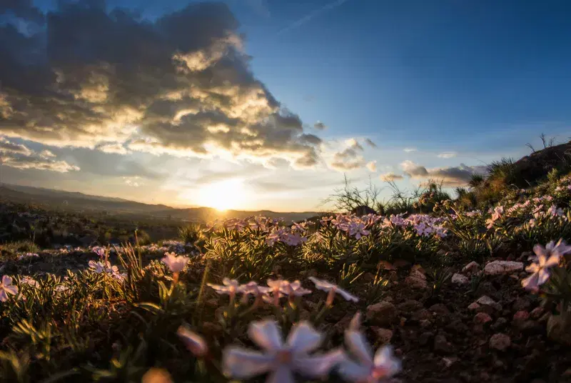 Cover Image for Embracing Nature: The Benefits of Morning Walks in a Sunrise Meadow