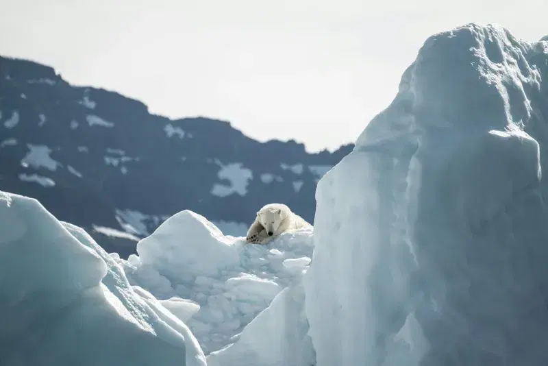 Cover Image for Embracing Nature: The Serenity of Polar Bears in Their Habitat