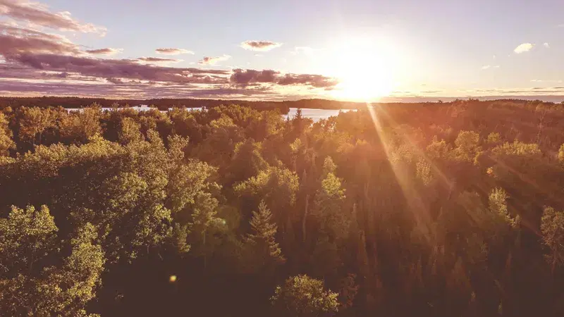 Cover Image for Embracing Nature: The Benefits of Sunlight and Surrounding Flora for Mental Health