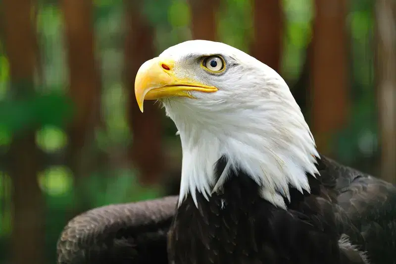 Cover Image for Embracing Nature: The Symbolism of the Bald Eagle