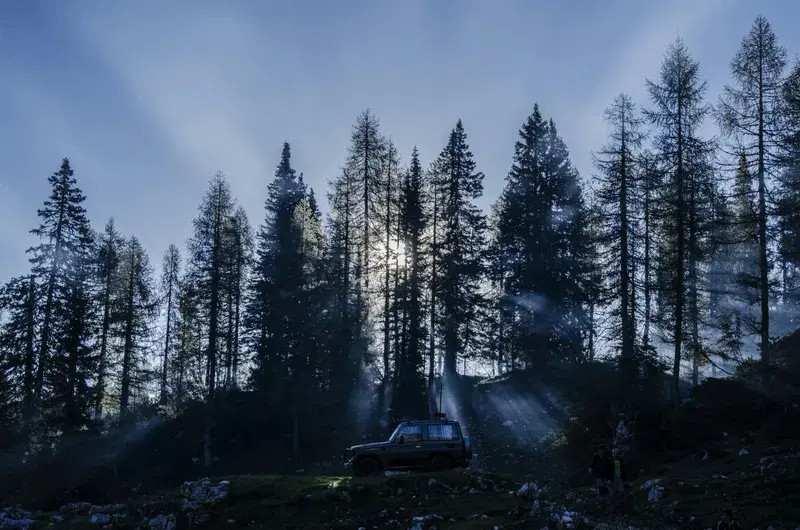 Cover Image for Embracing Nature: The Therapeutic Benefits of Forest Walks