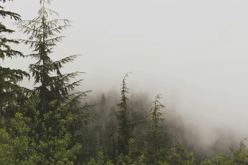 Cover Image for Embracing Nature: The Therapeutic Benefits of Forests and Misty Landscapes