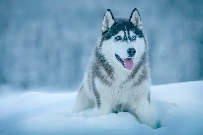 Cover Image for Embracing Nature: The Benefits of Walking Your Dog in Snowy Landscapes