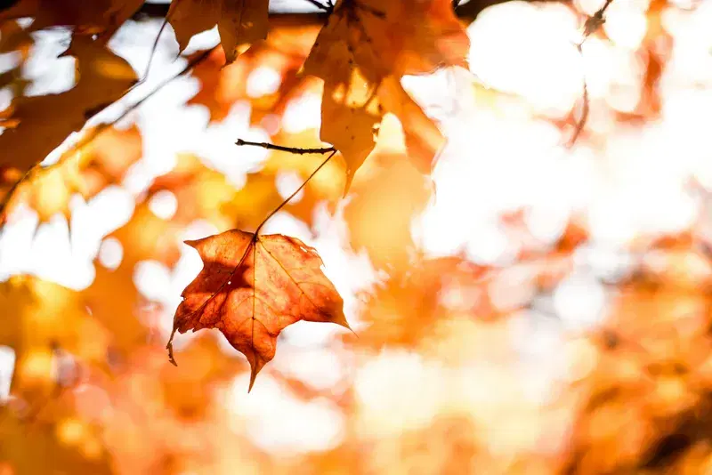Cover Image for Embracing Nature: The Wellness Benefits of Maple Leaves