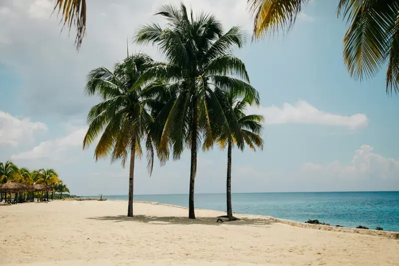 Cover Image for Embracing Nature: The Wellness Benefits of Tropical Environments