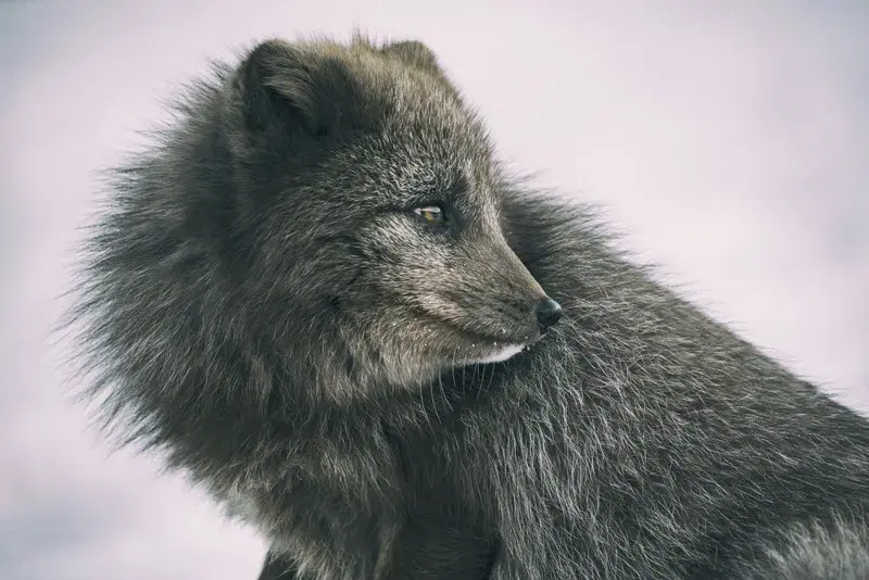 Cover Image for Embracing Nature: The Role of Wildlife in Mindfulness Practices