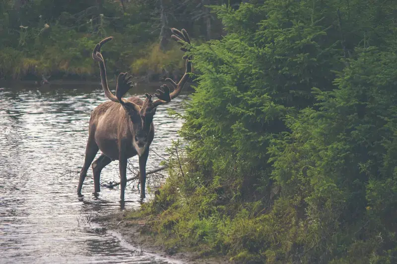 Cover Image for Embracing Nature: How Wildlife Observation Enhances Our Wellbeing