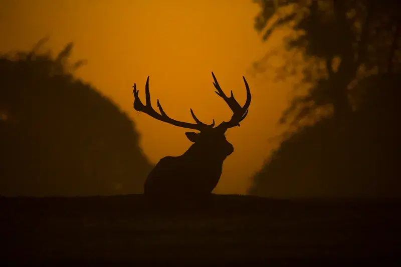 Cover Image for Embracing Nature: The Benefits of Wildlife Observation