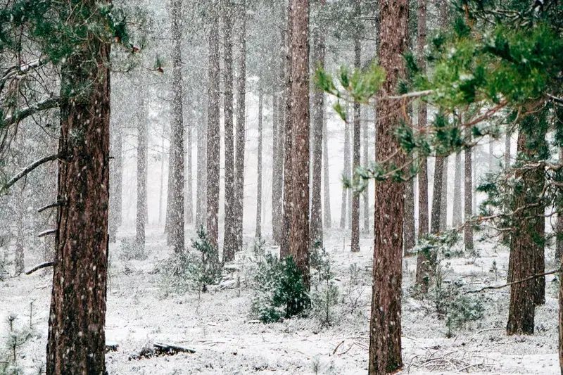 Cover Image for Embracing Nature: The Benefits of Mindfulness in Winter Landscapes