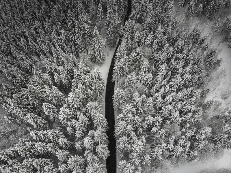 Cover Image for Embracing Nature: The Benefits of Winter Woodlands for Mindfulness