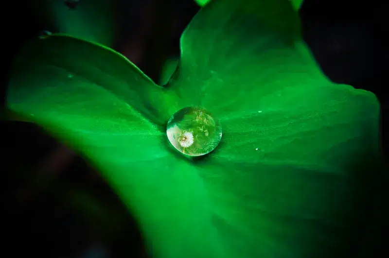 Cover Image for Embracing Nature's Beauty: How Water Drops Inspire Mindfulness