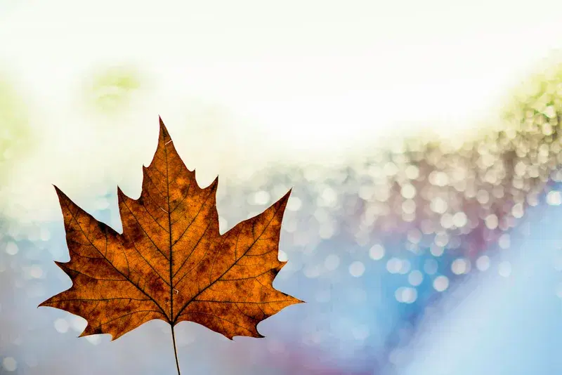 Cover Image for Embracing Nature's Energy: The Power of Maple Leaves in Mindfulness Practice