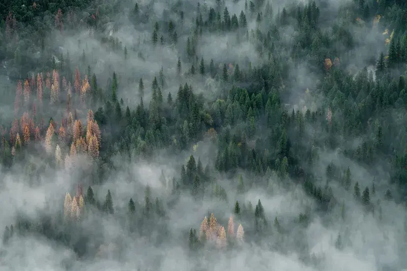 Cover Image for Embracing Nature's Fragility: The Beauty of Yosemite's Foggy Mornings