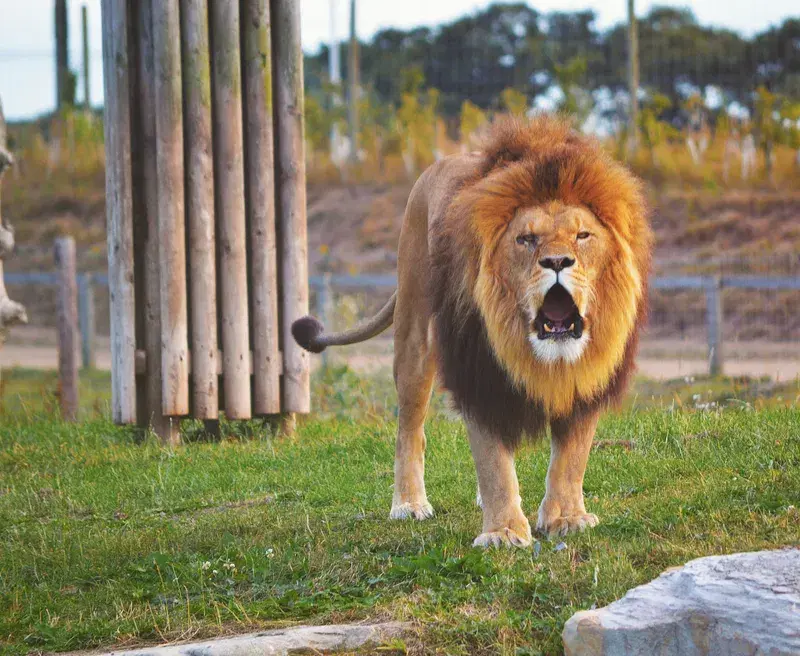 Cover Image for Embracing Nature's Majesty: The Symbolism of the Lion in Mindfulness