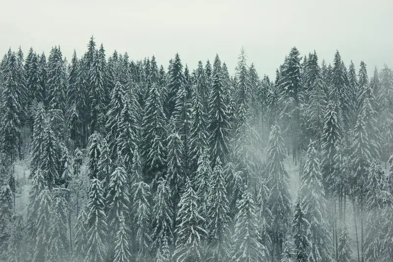 Cover Image for Embracing Winter: Mindfulness in Nature's Beauty