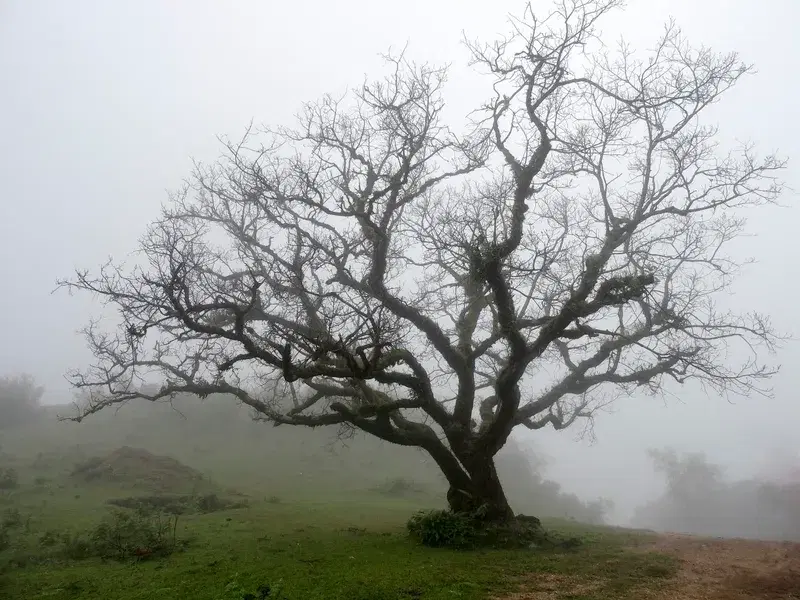 Cover Image for Finding Beauty in Nature's Imperfections: The Lesson from a Wilted Tree