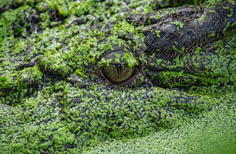 Cover Image for Finding Calm in Nature: The Beauty of Wildlife Observation